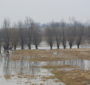 Żuławska wiosna. Widok z wałów przeciwpowodziowych w Kiezmarku.