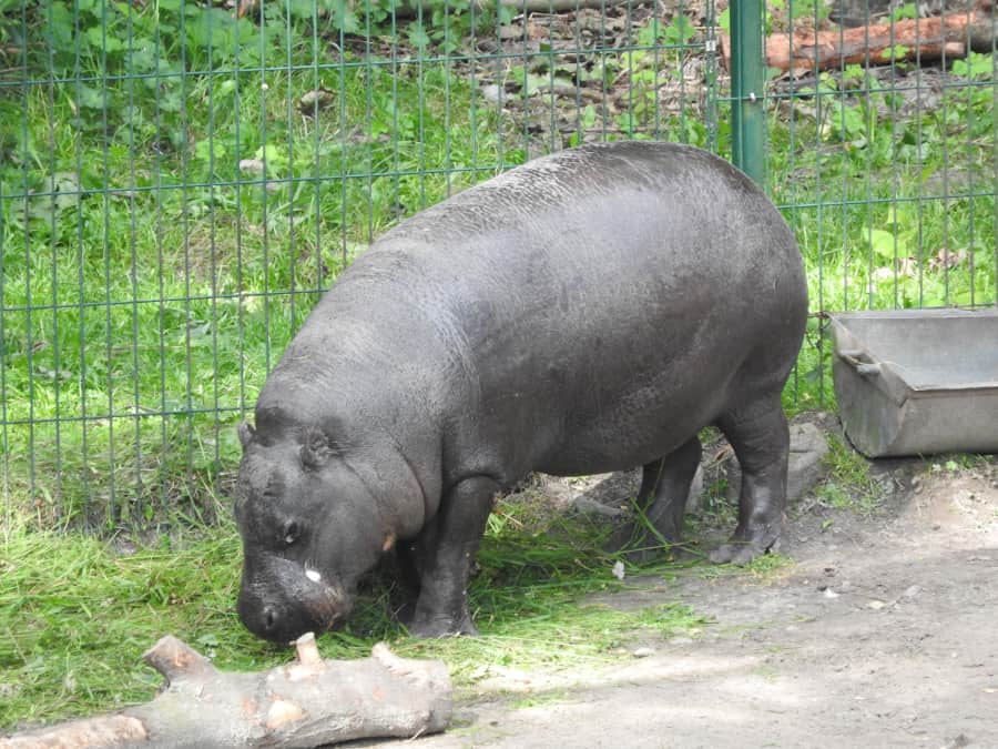 Hipopotam karłowaty