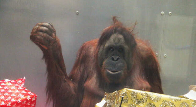 Orangutan Albert celebruje swoje urodziny fot. Magda Paprocka. Gdański Ogród Zoologiczny.