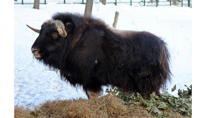 Wół piżmowy – nowy lokator w gdańskim ZOO. Mat. Gdański Ogród Zoologiczny. Fot. Paweł Ciesielski.
