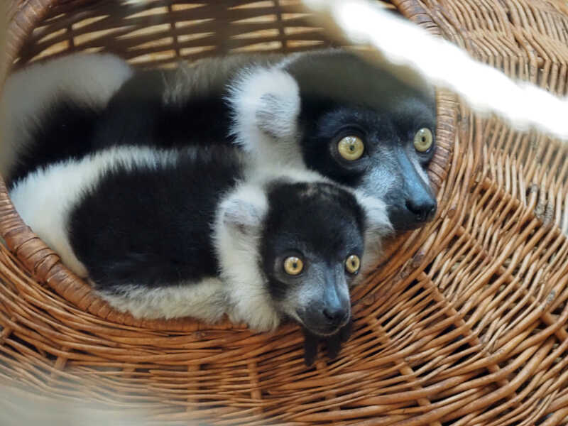 Młode lemury wraz z mamą można już zobaczyć w pawilonie fot. Magdalena Paprocka. Mat. Gdański Ogród Zoologiczny.