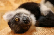 Mały lemur wari czarno-biały. Fot. Paweł Ciesielski. Mat. Gdański Ogród Zoologiczny.