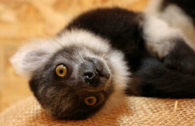 Mały lemur wari czarno-biały. Fot. Paweł Ciesielski. Mat. Gdański Ogród Zoologiczny.