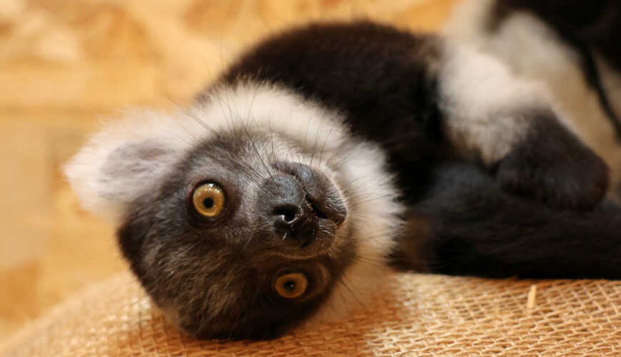 Mały lemur wari czarno-biały. Fot. Paweł Ciesielski. Mat. Gdański Ogród Zoologiczny.