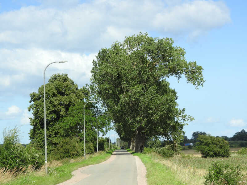 Stary drzewostan wzdłuż ulicy Przegalińskiej. 